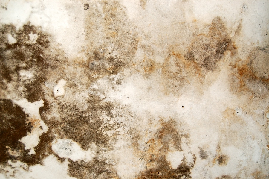 Mold Water Damage