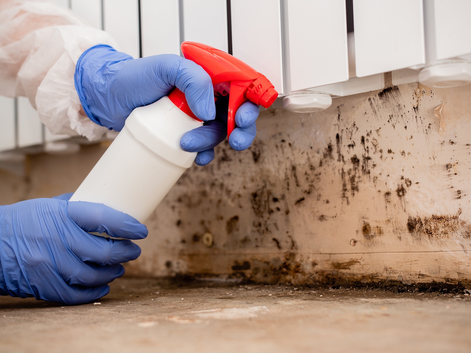 About Us Mold Doctor